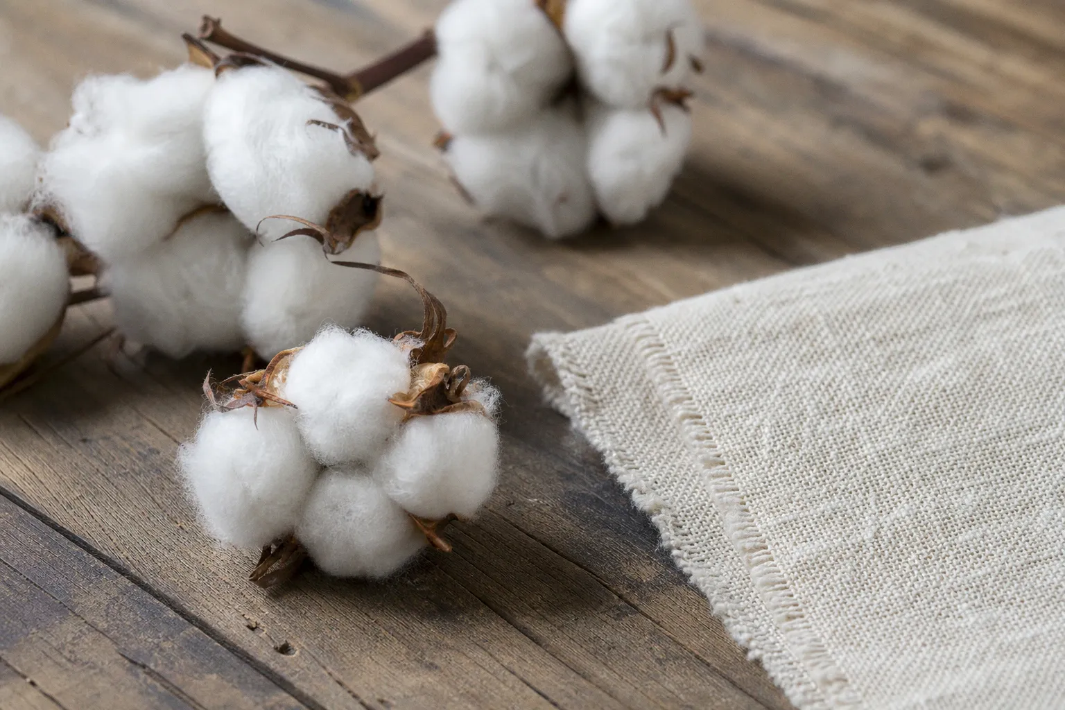 Coton biologique : définition et caractéristiques des fibres naturelles